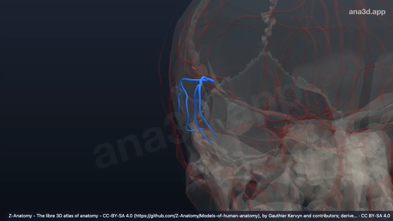 Modèle 3D : Branche temporale antérieure droite