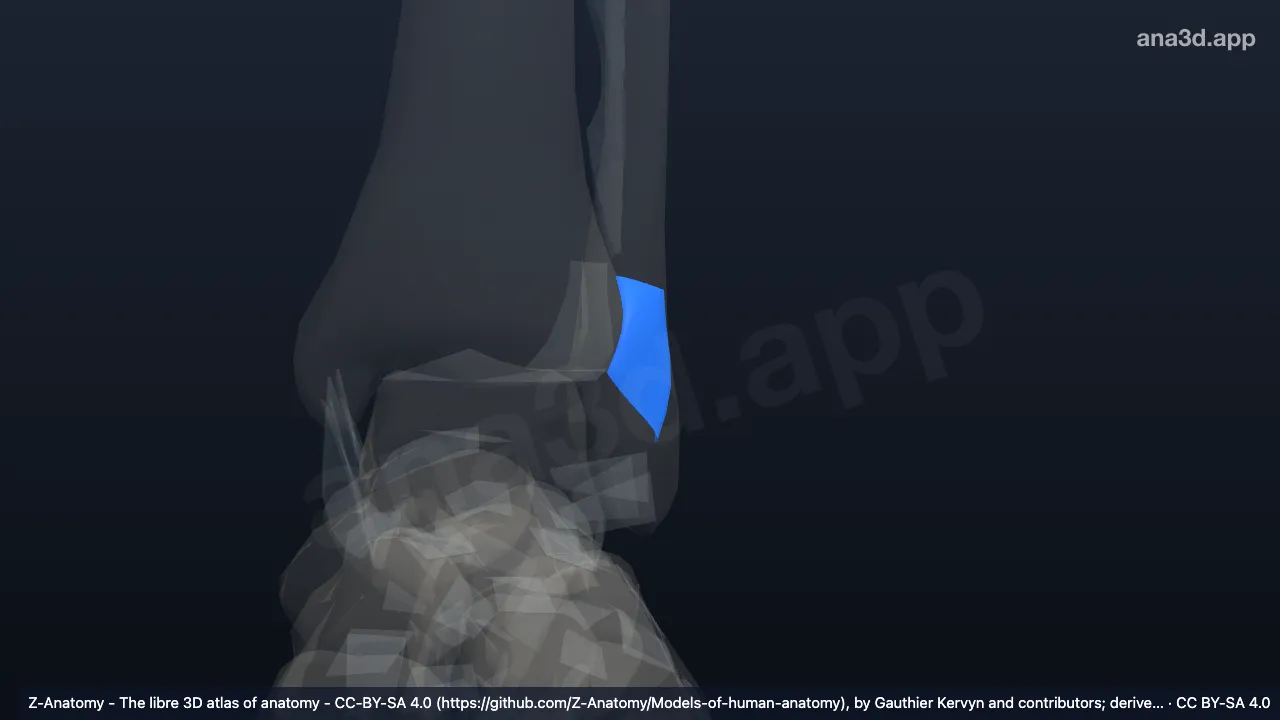 Modèle 3D : Ligament tibiofibulaire antérieur gauche