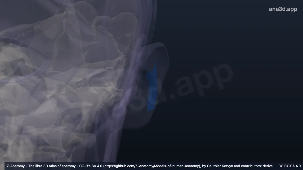 3D model: left antihelix