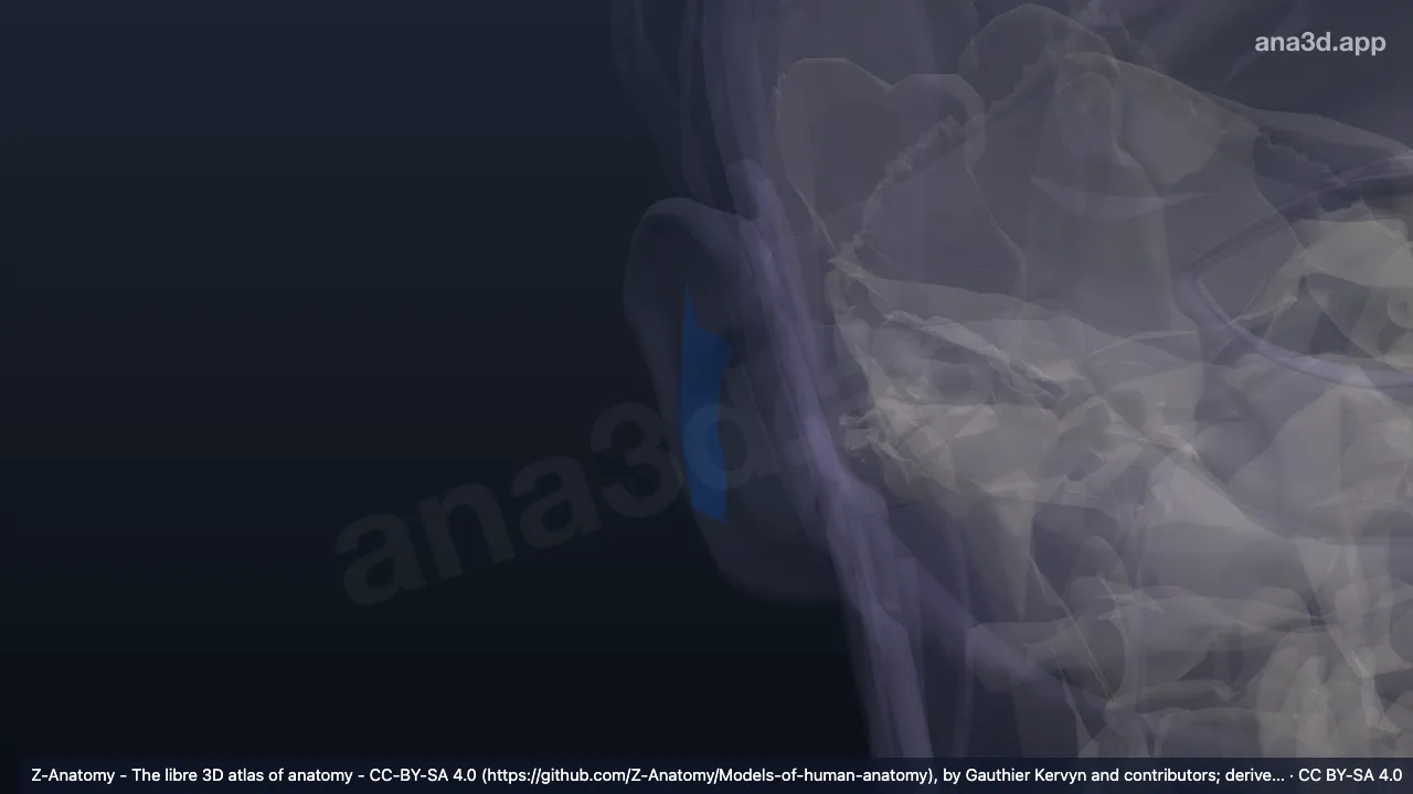 Model 3D: Antiheliks kanan
