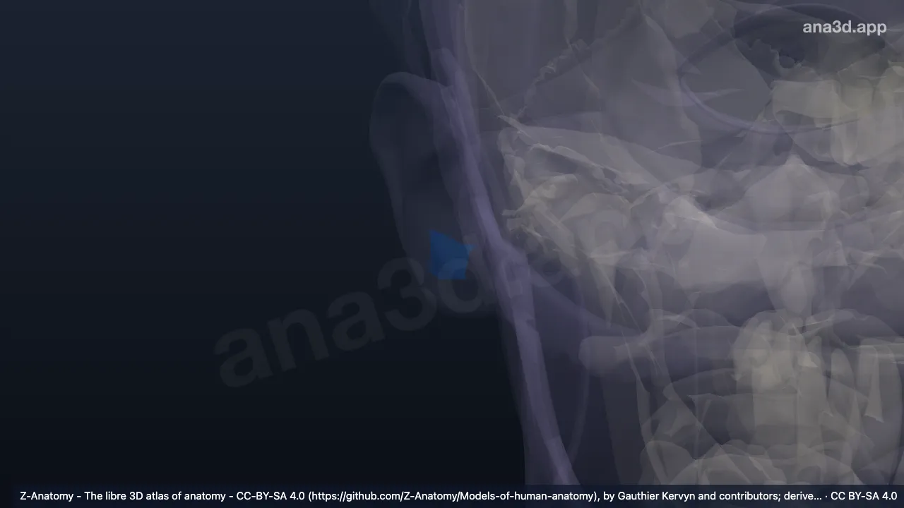 Model 3D: Antitragus kanan
