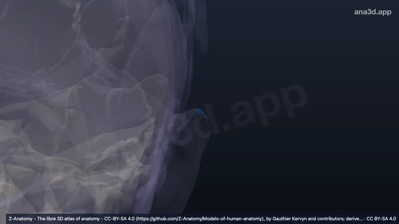 3D model: left apex of auricle