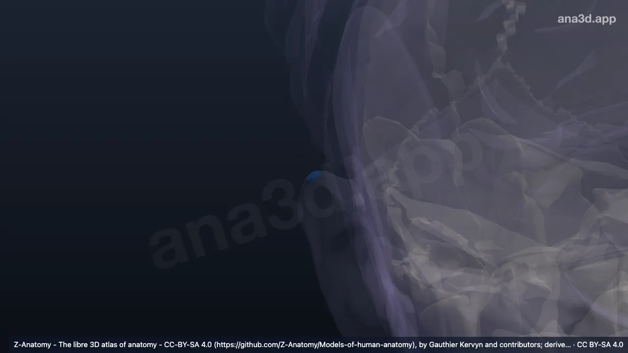 Modelo 3D: Ápice da orelha direita