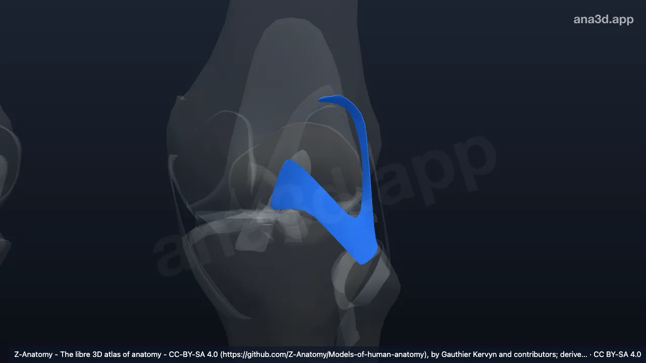 3D model: left arcuate popliteal ligament