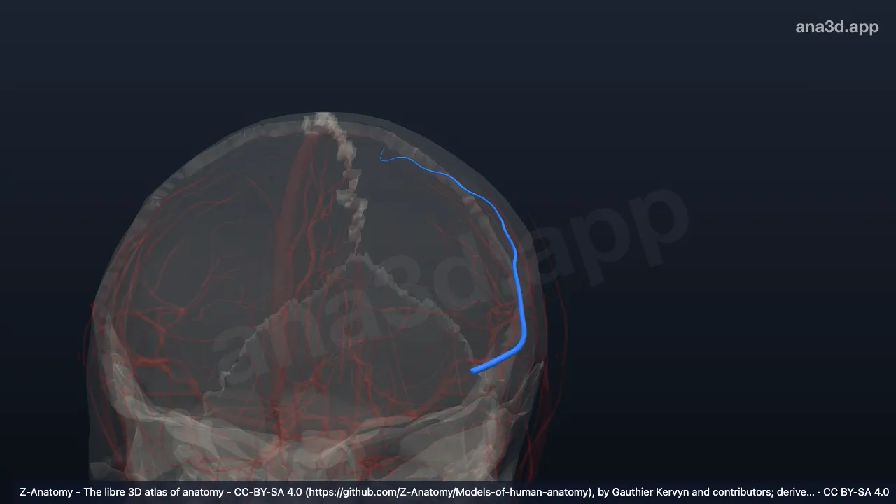 Modelo 3D: Arteria del surco central izquierdo