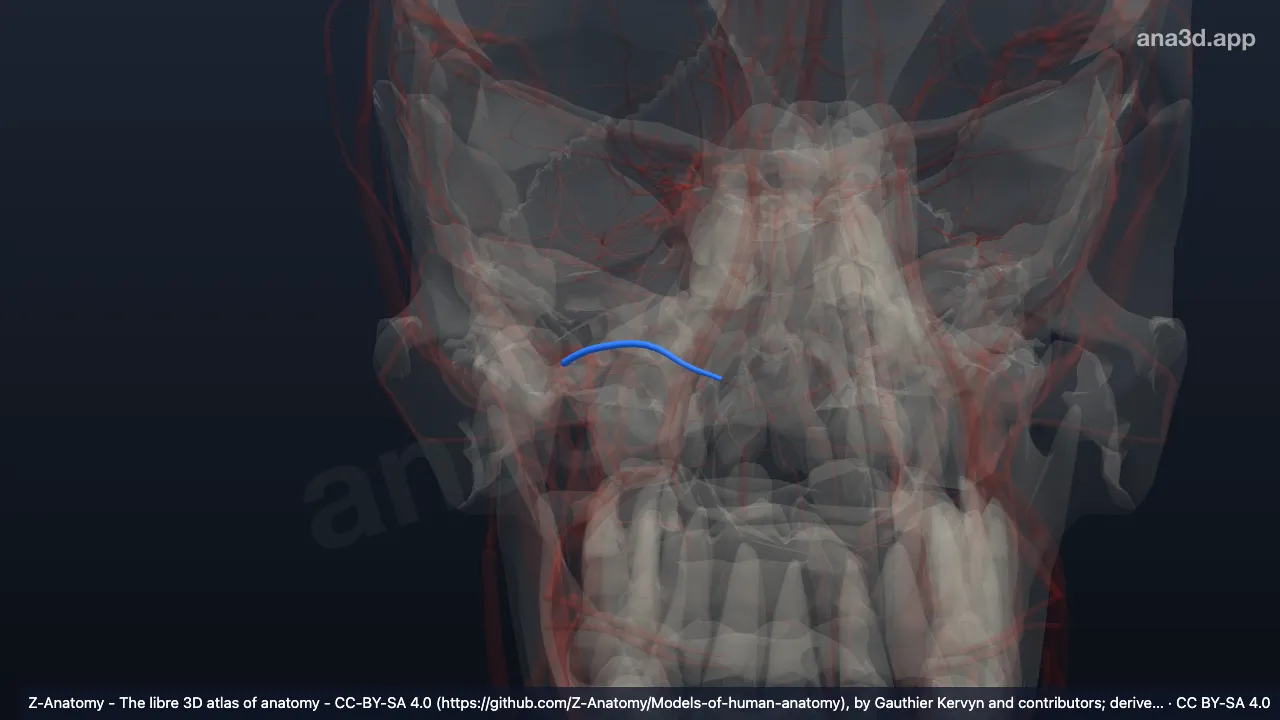 Modelo 3D: Arteria del canal pterigoideo derecho