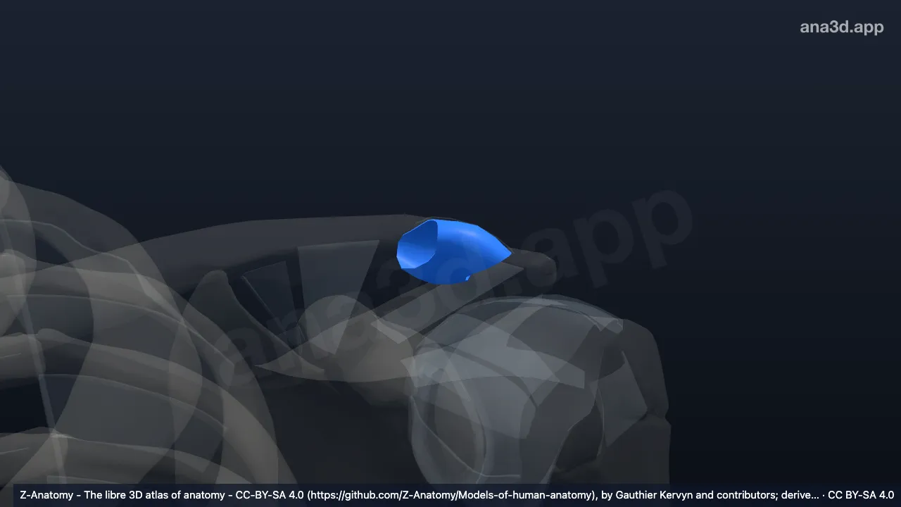 3D-Modell: Gelenkkapsel der linken Articulatio acromioclavicularis