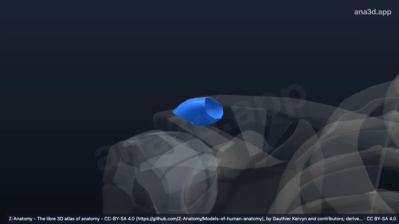 Modelo 3D: Cápsula articular de la articulación acromioclavicular derecha