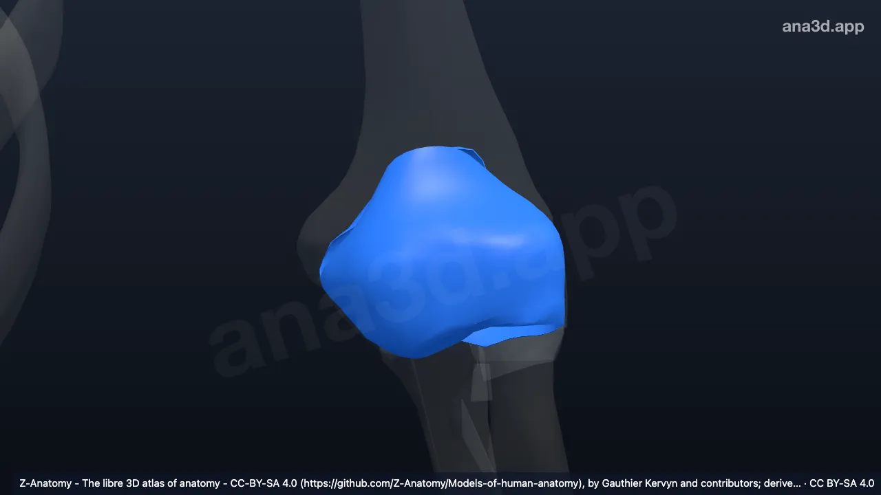 3D-Modell: Gelenkkapsel des linken Ellenbogengelenks