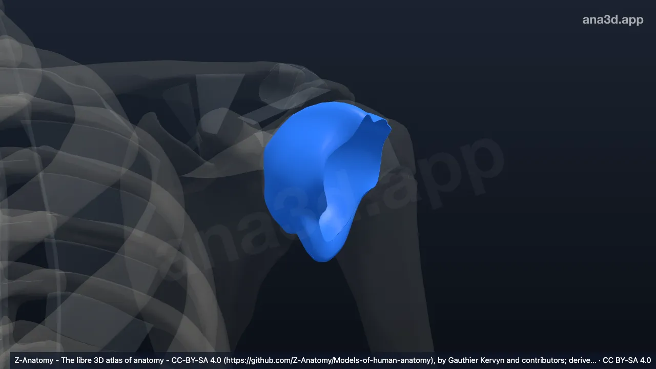 3D-Modell: Gelenkkapsel der linken Articulatio glenohumeralis