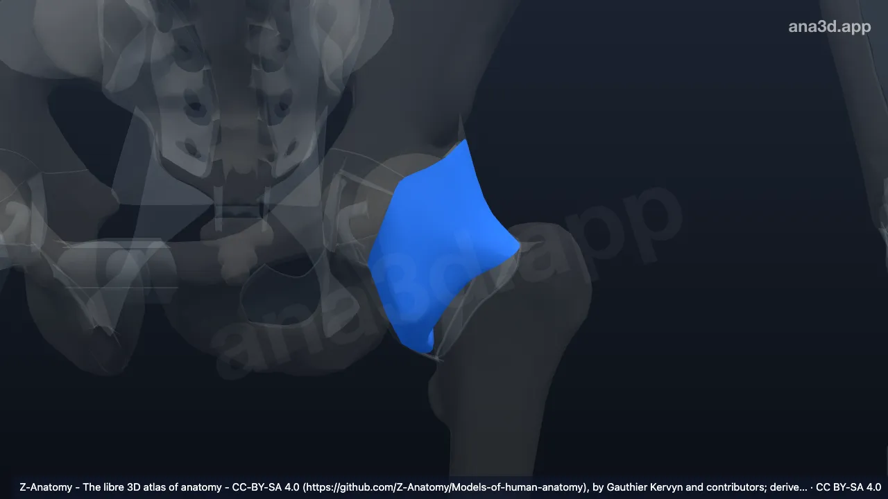 3D-Modell: Gelenkkapsel des linken Hüftgelenks