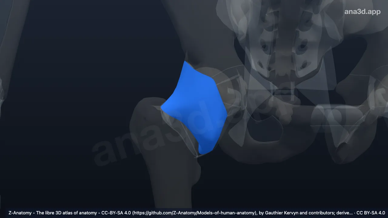 Modelo 3D: Cápsula articular da articulação do quadril direito