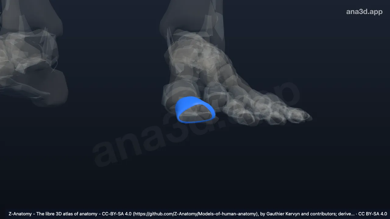 3D-Modell: Gelenkkapsel der linken Articulatio interphalangea hallucis