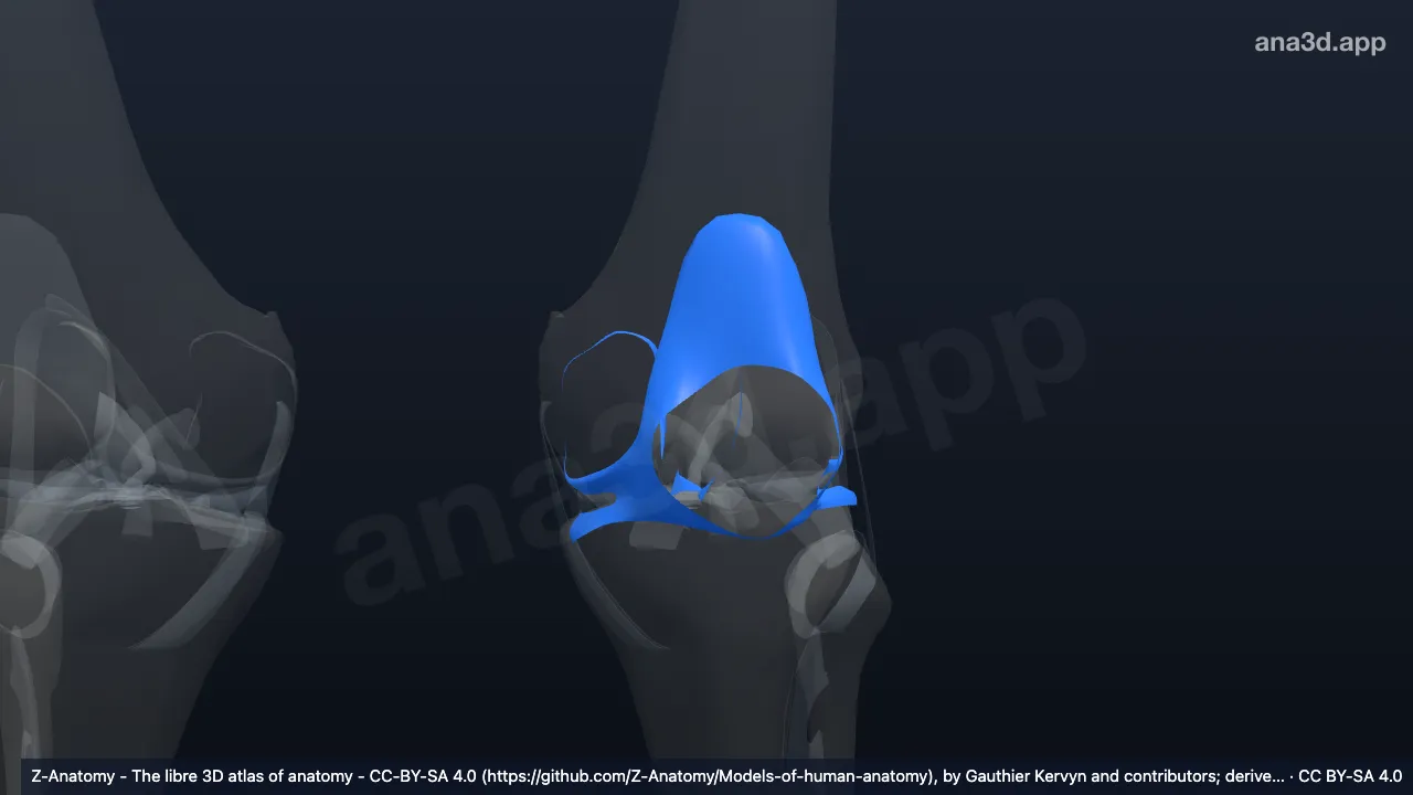 Modelo 3D: Cápsula articular da articulação do joelho esquerdo