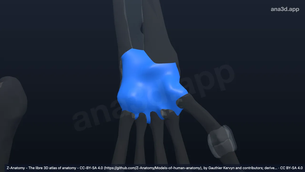 3D 모델: 왼쪽 노손목관절의 관절주머니