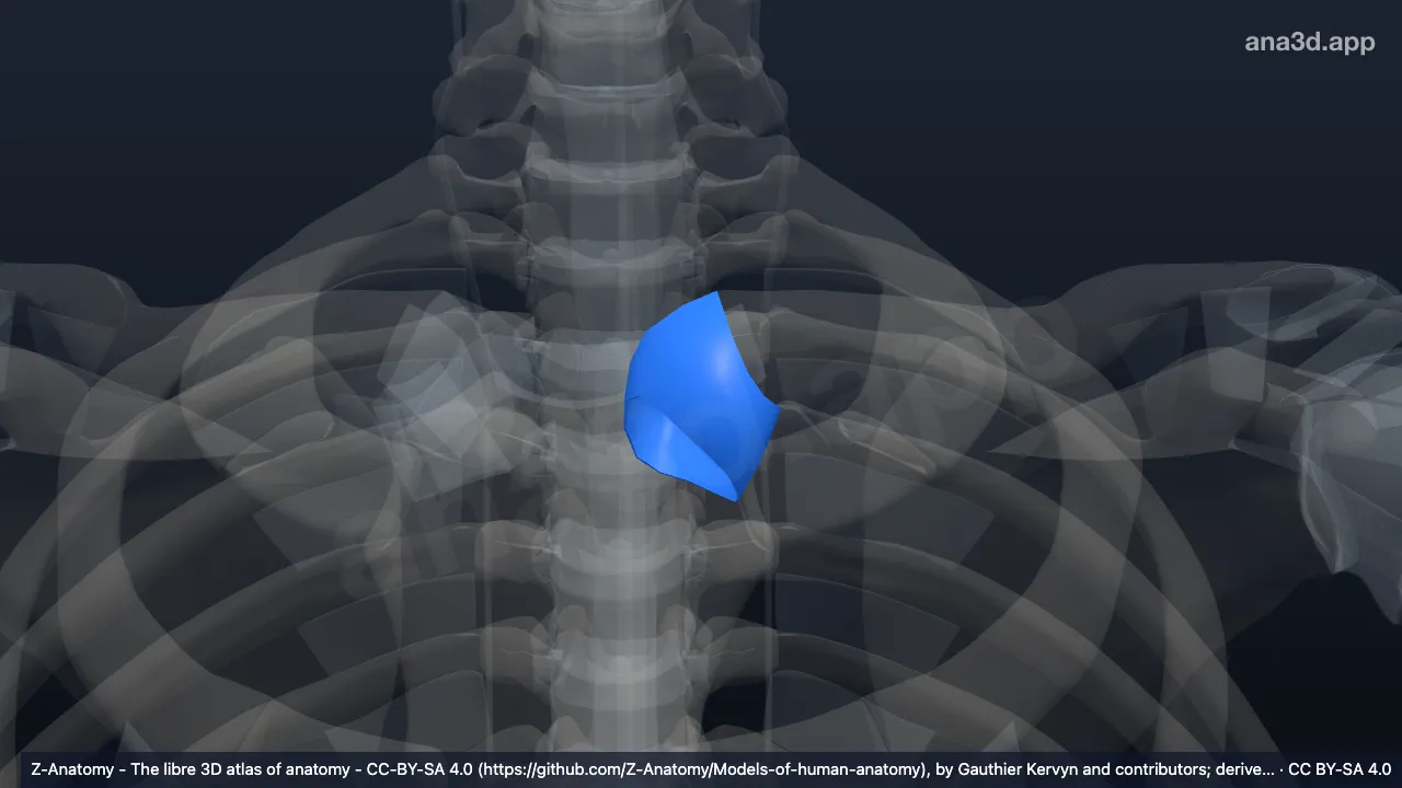 3D-Modell: Gelenkkapsel der linken Articulatio sternoclavicularis