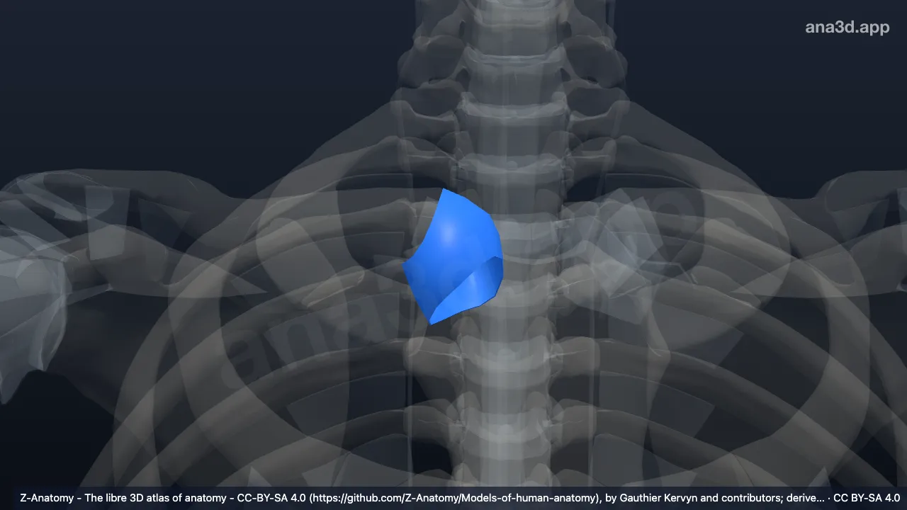 3D-Modell: Gelenkkapsel der rechten Articulatio sternoclavicularis