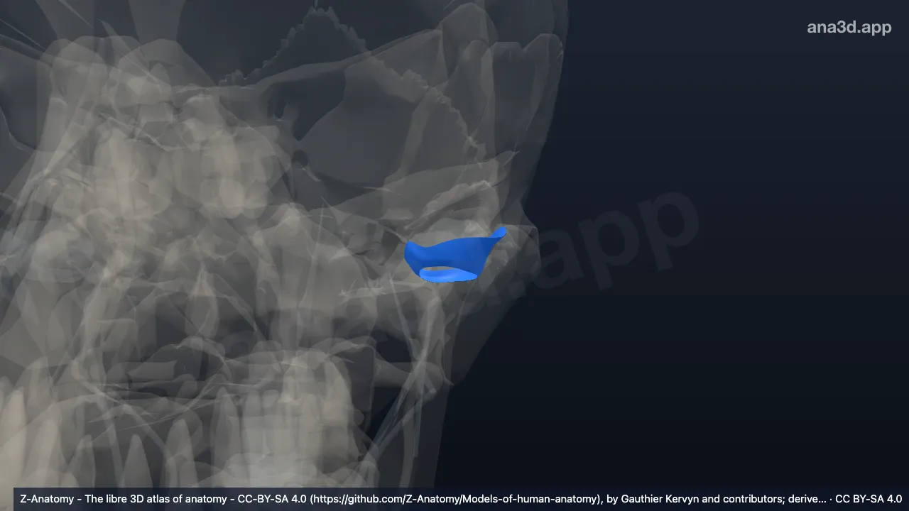 3D-Modell: Gelenkkapsel des linken Kiefergelenks