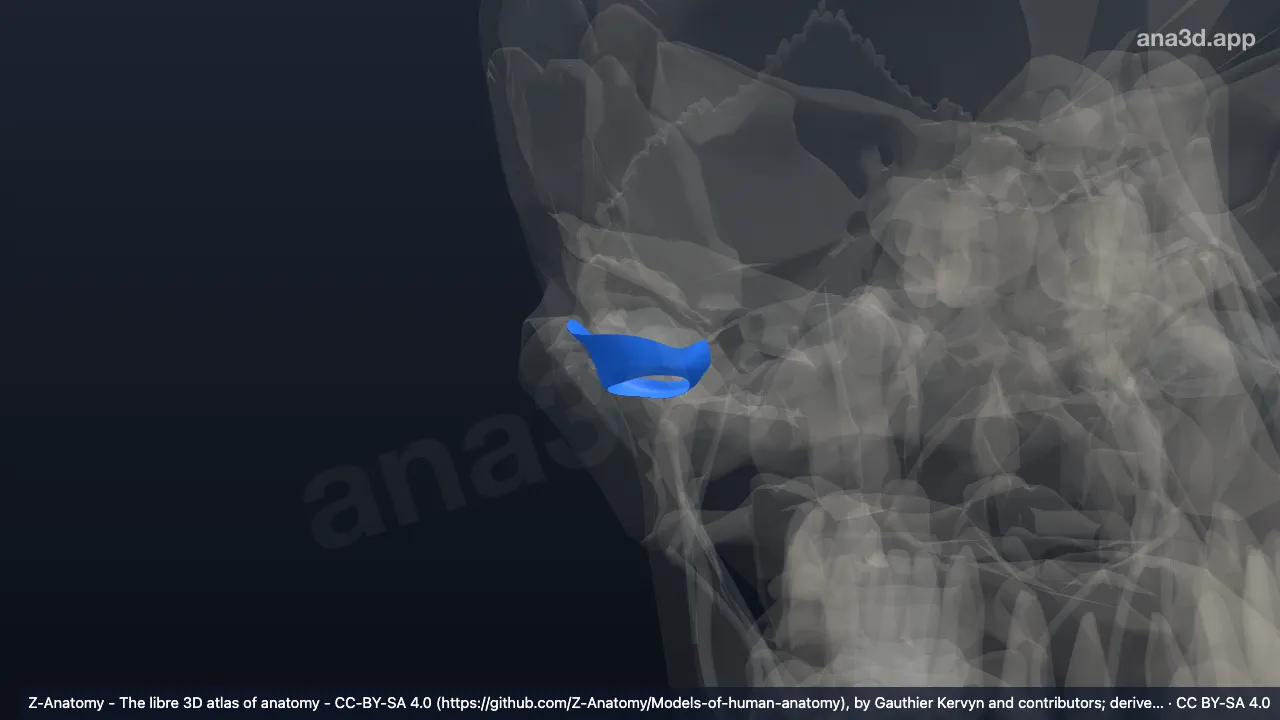 Model 3D: Kapsul sendi temporomandibularis kanan