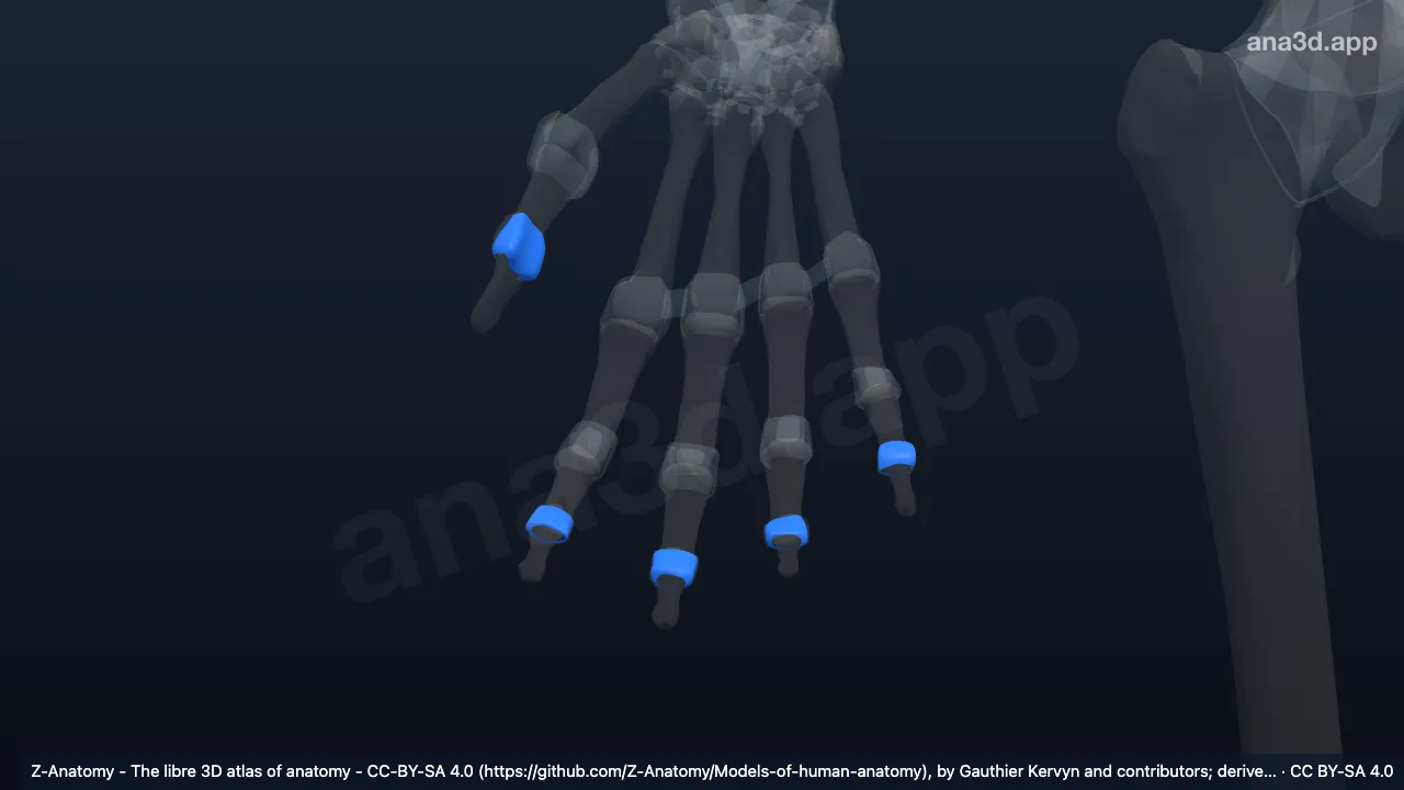 3D-Modell: Gelenkkapseln der rechten Articulationes interphalangeae distales