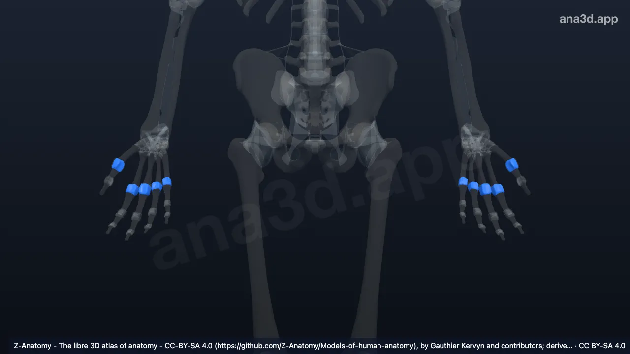 3D-Modell: Gelenkkapseln der Articulationes metacarpophalangeae