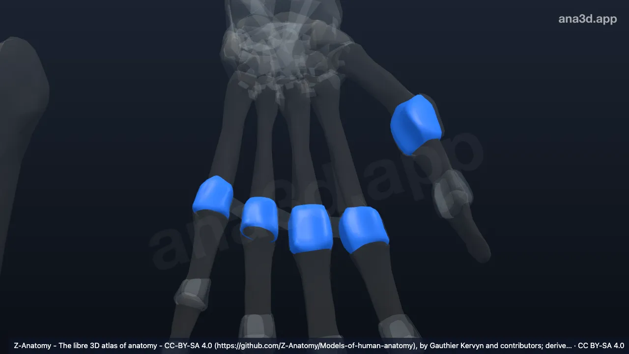 3Dモデル：左中手指節関節包