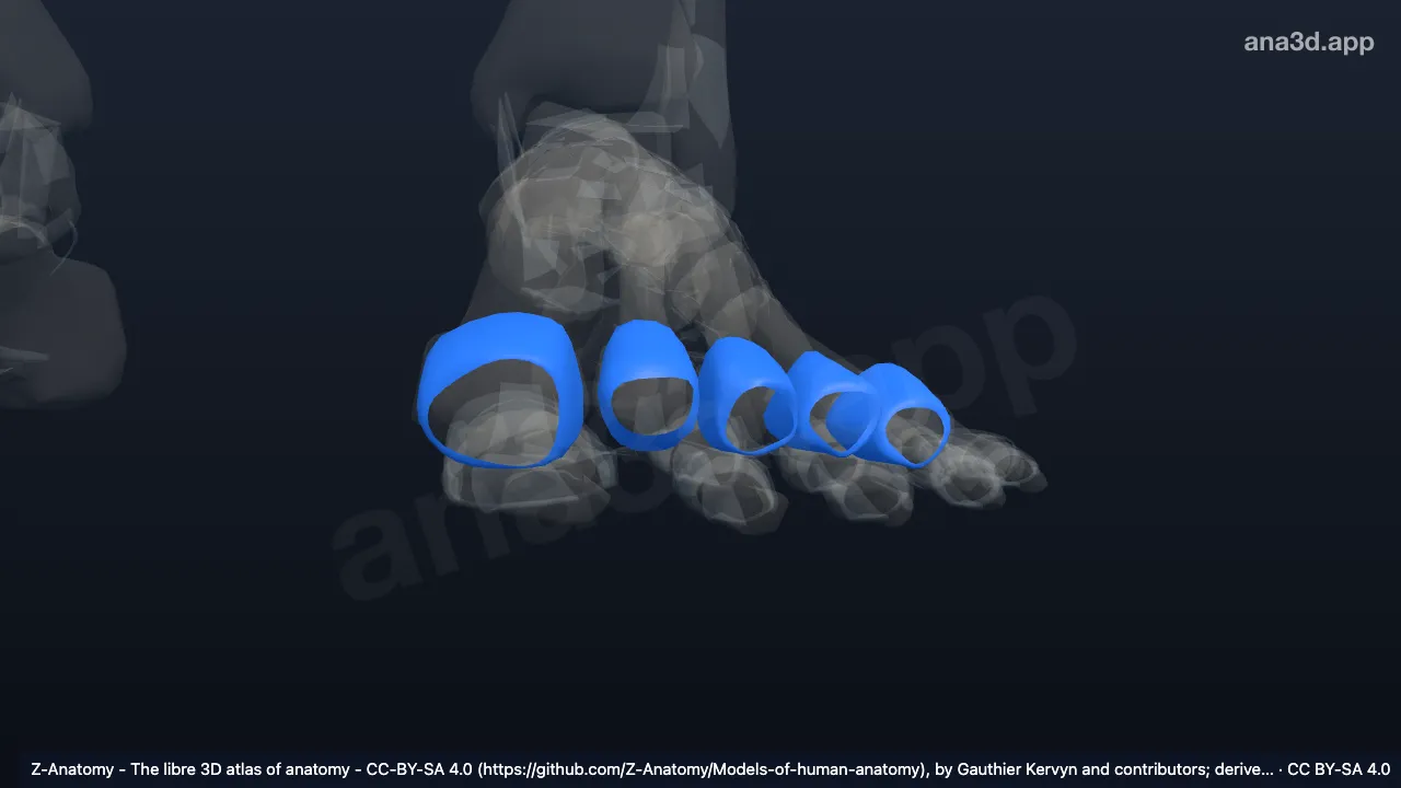3D-Modell: Gelenkkapseln der linken Articulationes metatarsophalangeae