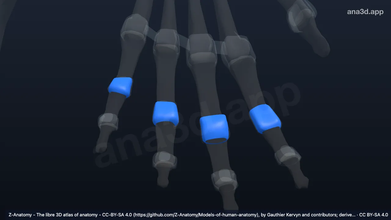 Modelo 3D: Cápsulas articulares das articulações interfalângicas proximais esquerdas