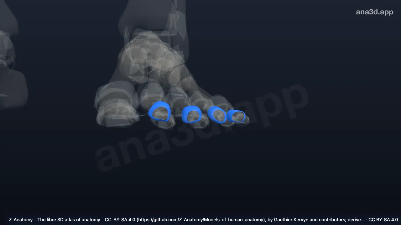 Modelo 3D: Cápsulas articulares das articulações interfalângicas proximais do pé esquerdo