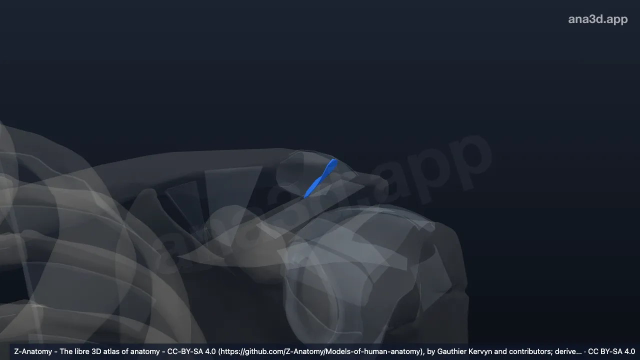 Model 3D: Diskus artikularis sendi akromioklavikularis kiri