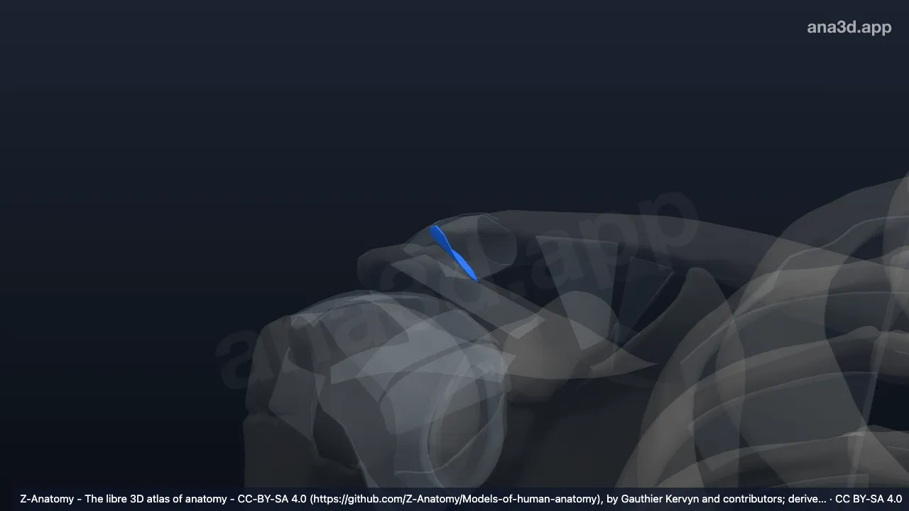 3D-Modell: Discus articularis der rechten Articulatio acromioclavicularis