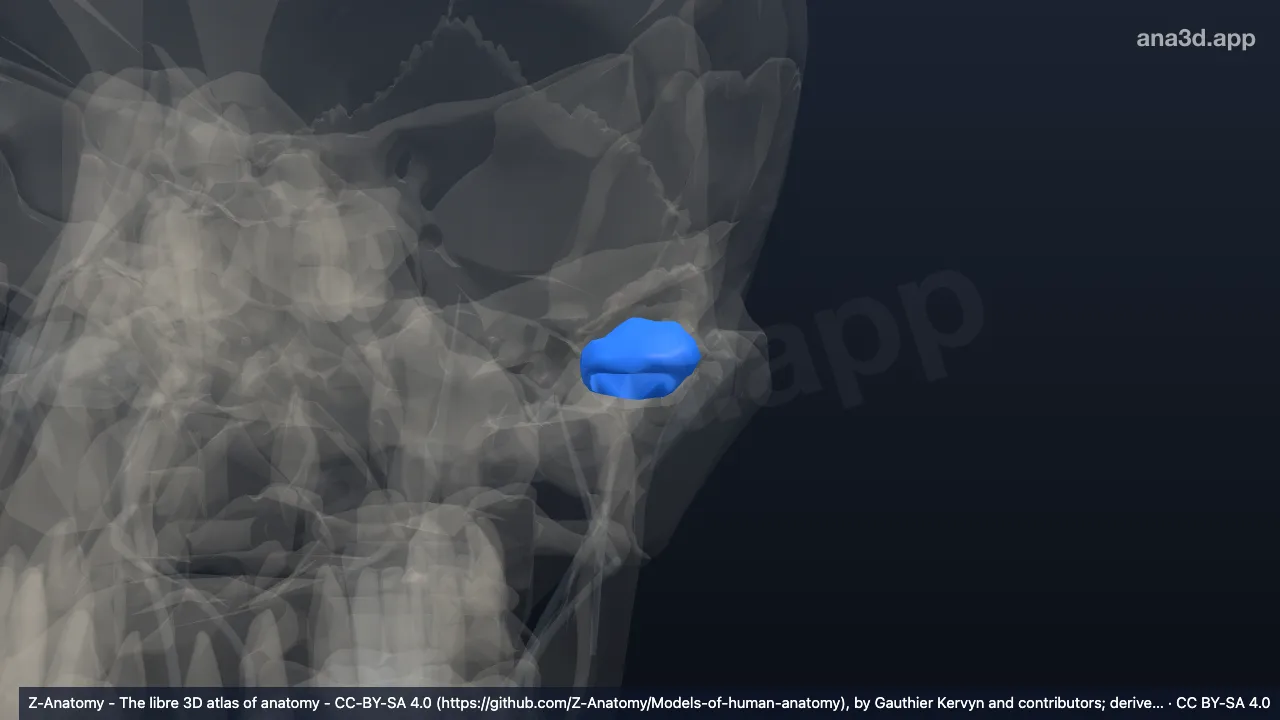 Model 3D: Diskus artikularis sendi temporomandibularis kiri