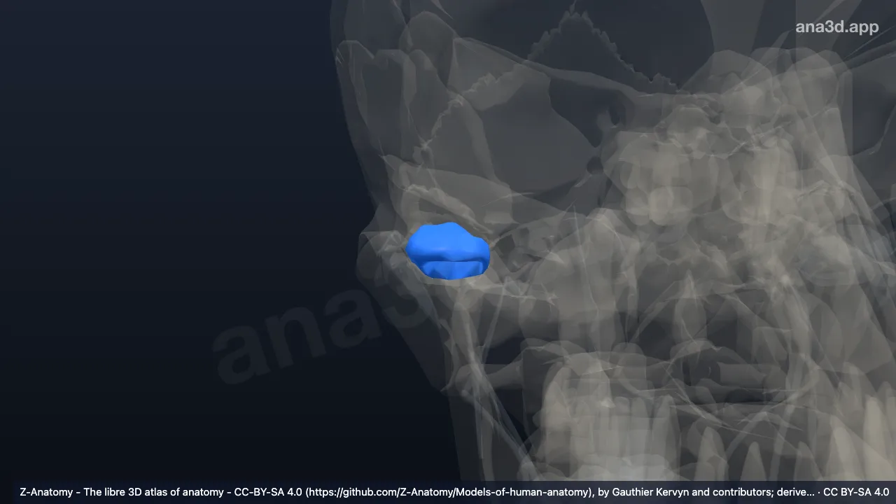 Model 3D: Diskus artikularis sendi temporomandibularis kanan