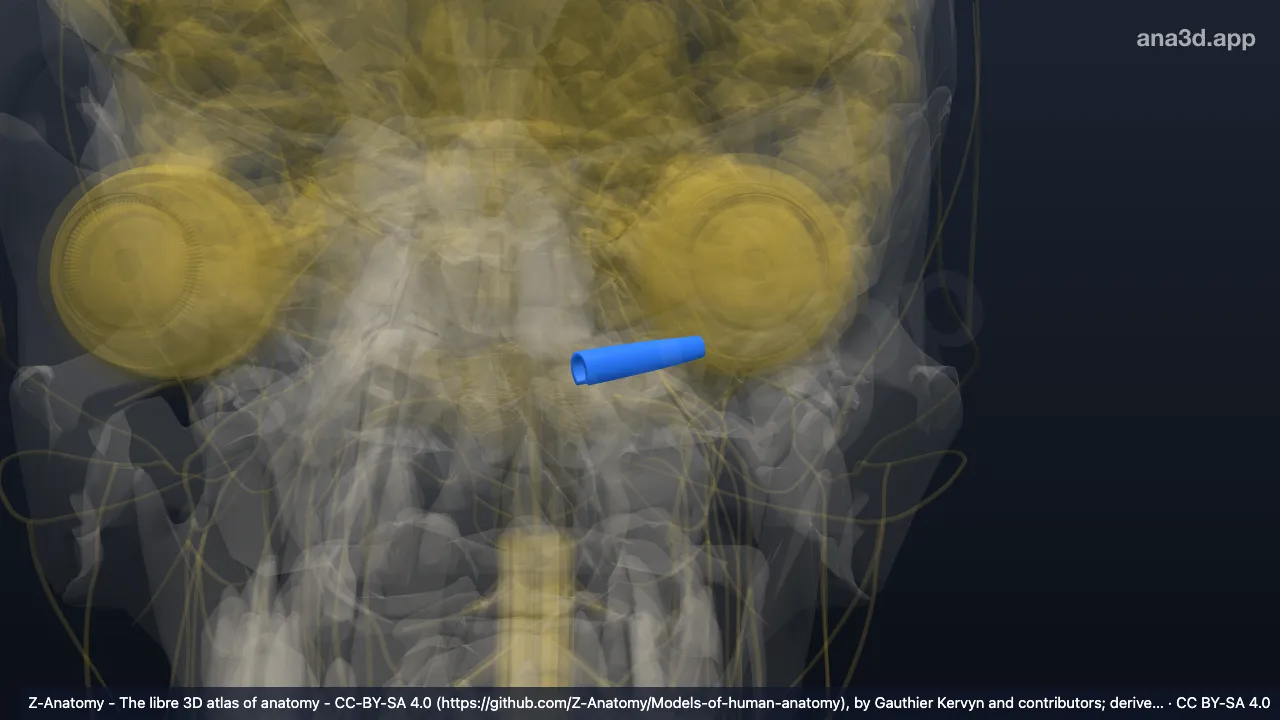 3D model: left auditory tube