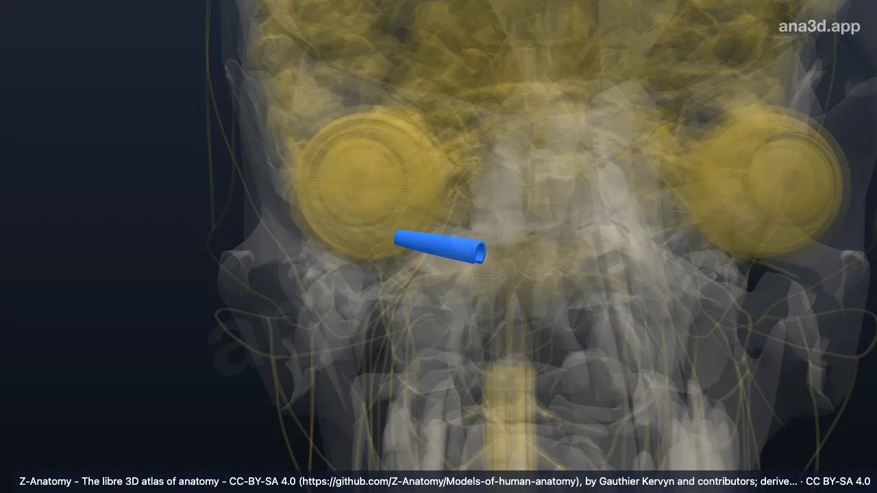 3D model: right auditory tube
