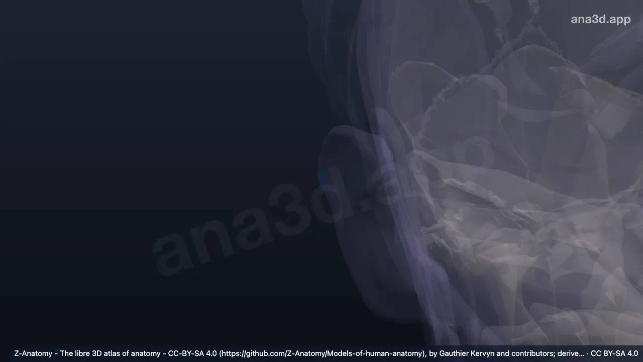 3D 模型：右耳廓结节