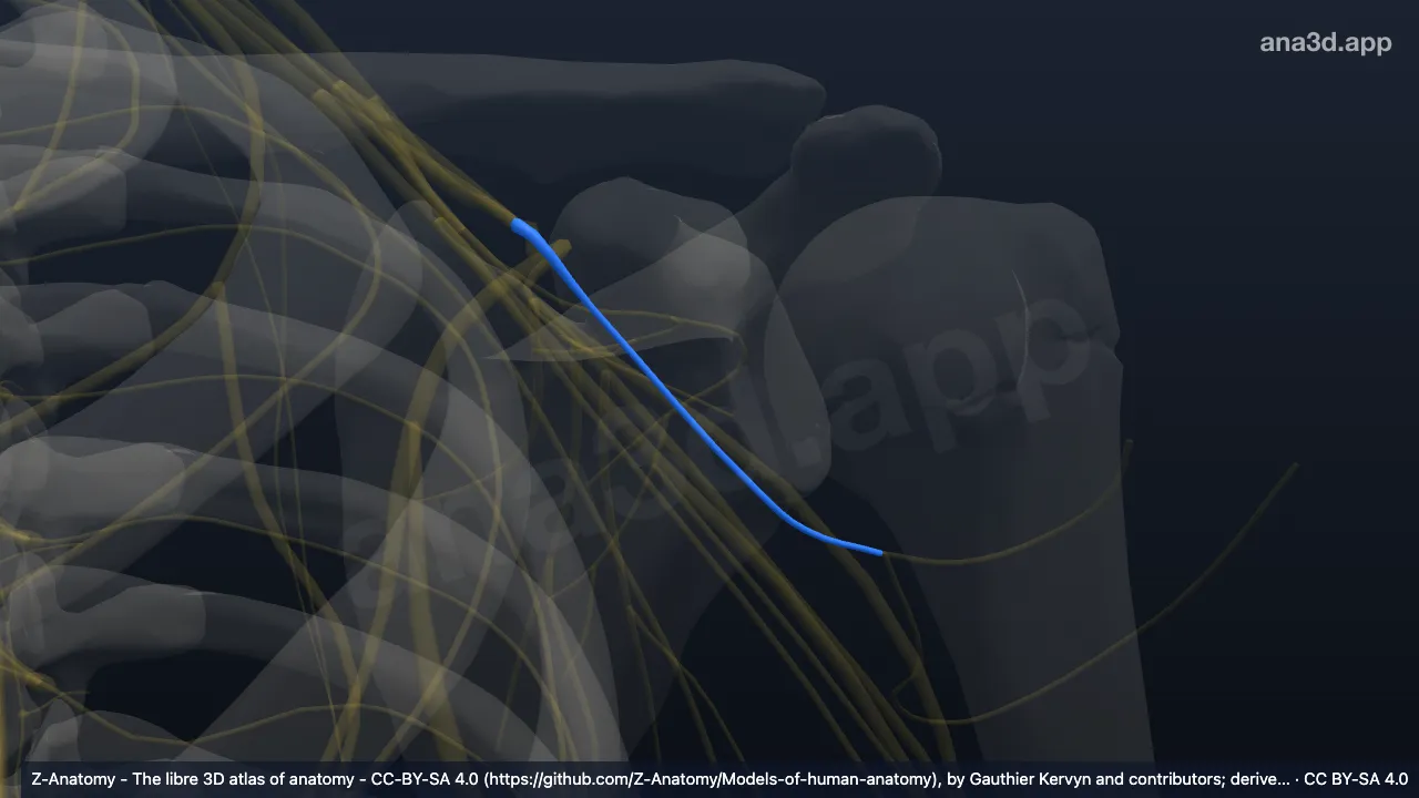 3D model: left axillary nerve