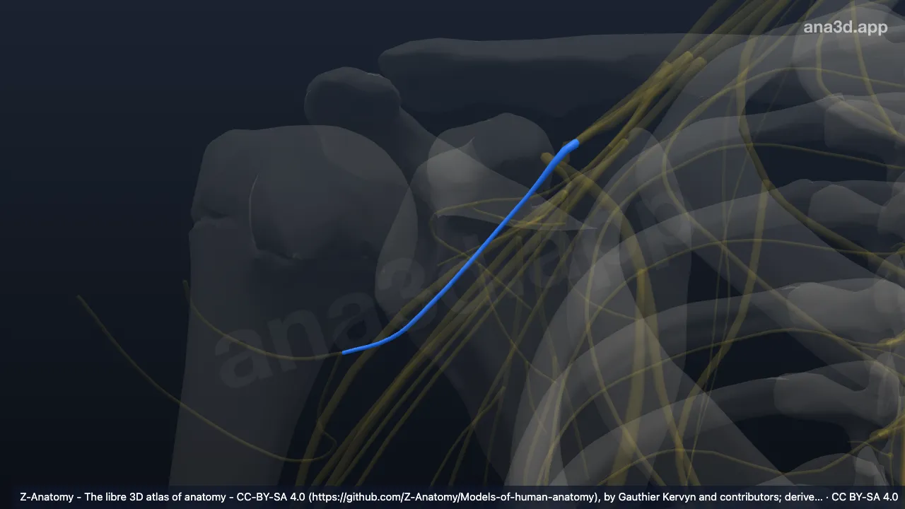 3D model: right axillary nerve