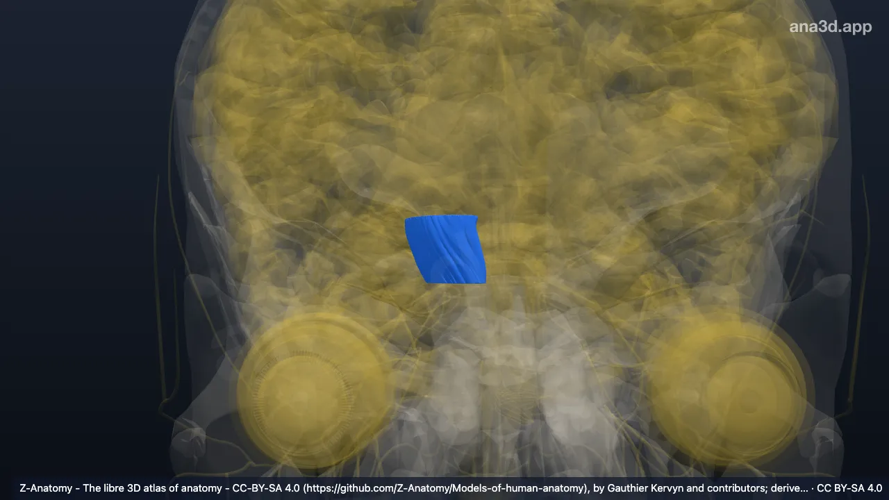 Modelo 3D: Base do pedúnculo direito