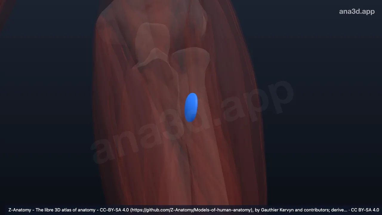 3D model: left bicipitoradial bursa