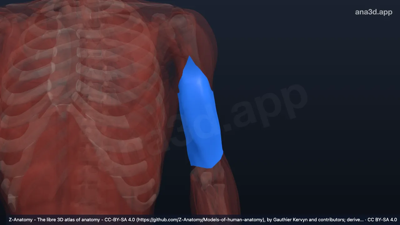 Modèle 3D : Fascia brachial gauche