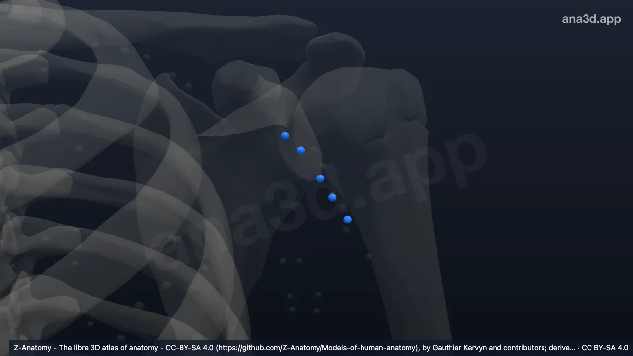 3D-Modell: Linke Nodi lymphoidei brachiales