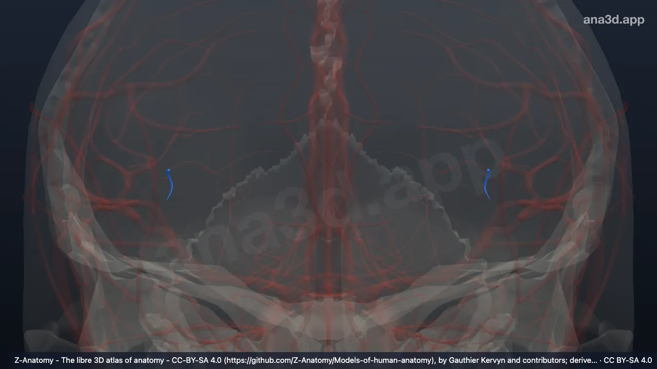 3D-Modell: Ast zum Gyrus angularis