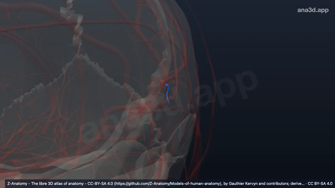 3D model: left branch to angular gyrus