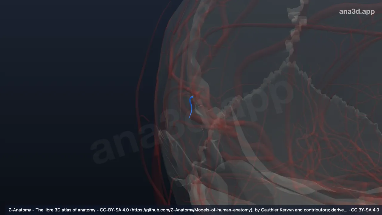3D-Modell: Rechter Ast zum Gyrus angularis
