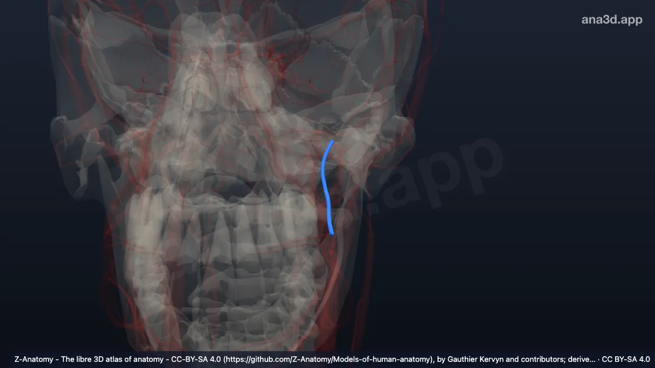 3D-Modell: Linke Arteria buccalis