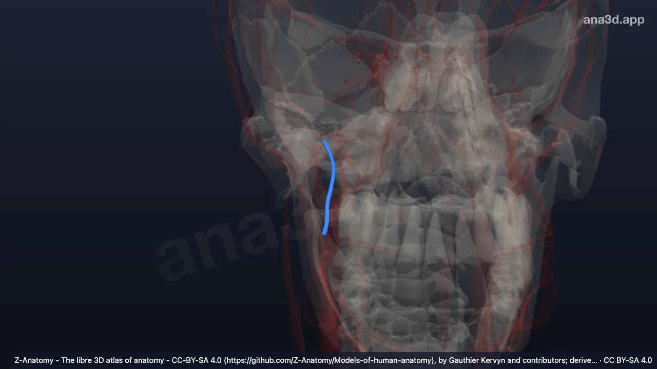 Modelo 3D: Arteria bucal derecha