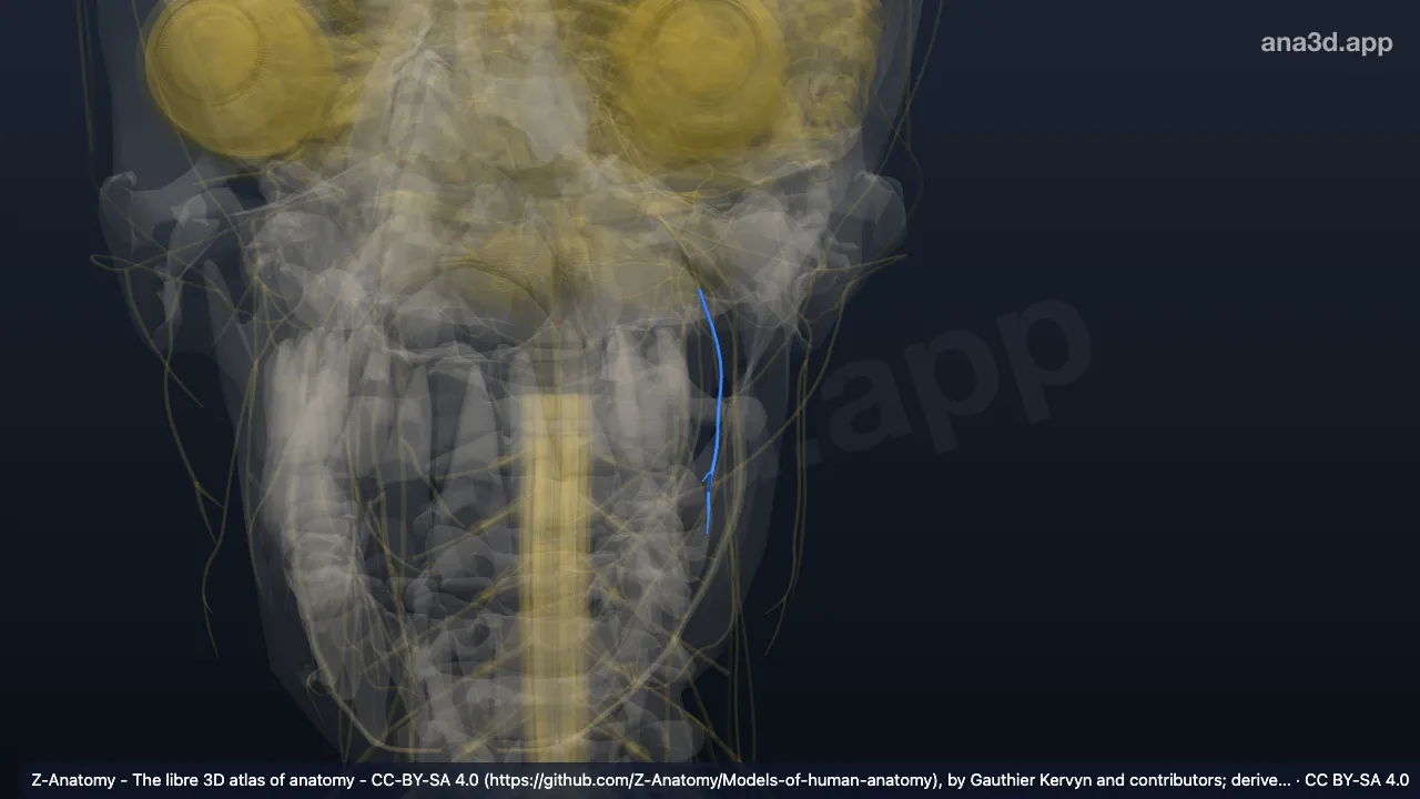 3D model: left buccal nerve