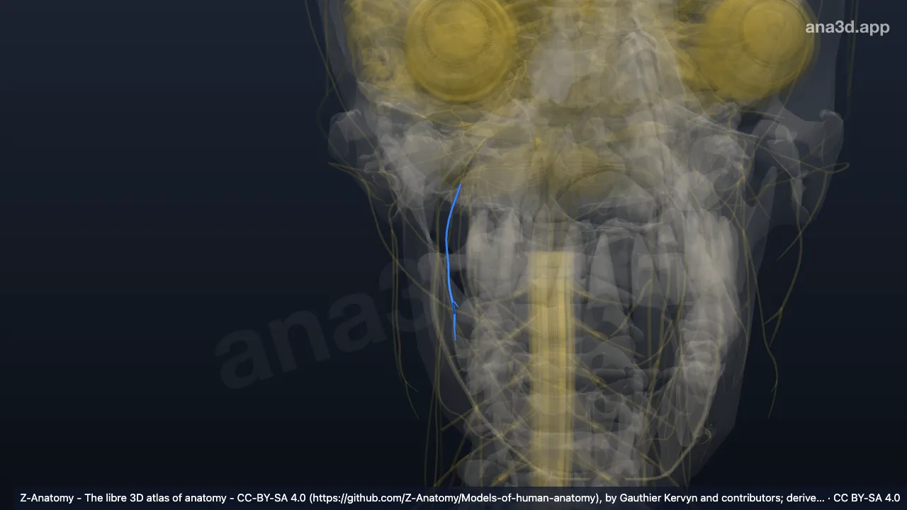 3D model: right buccal nerve