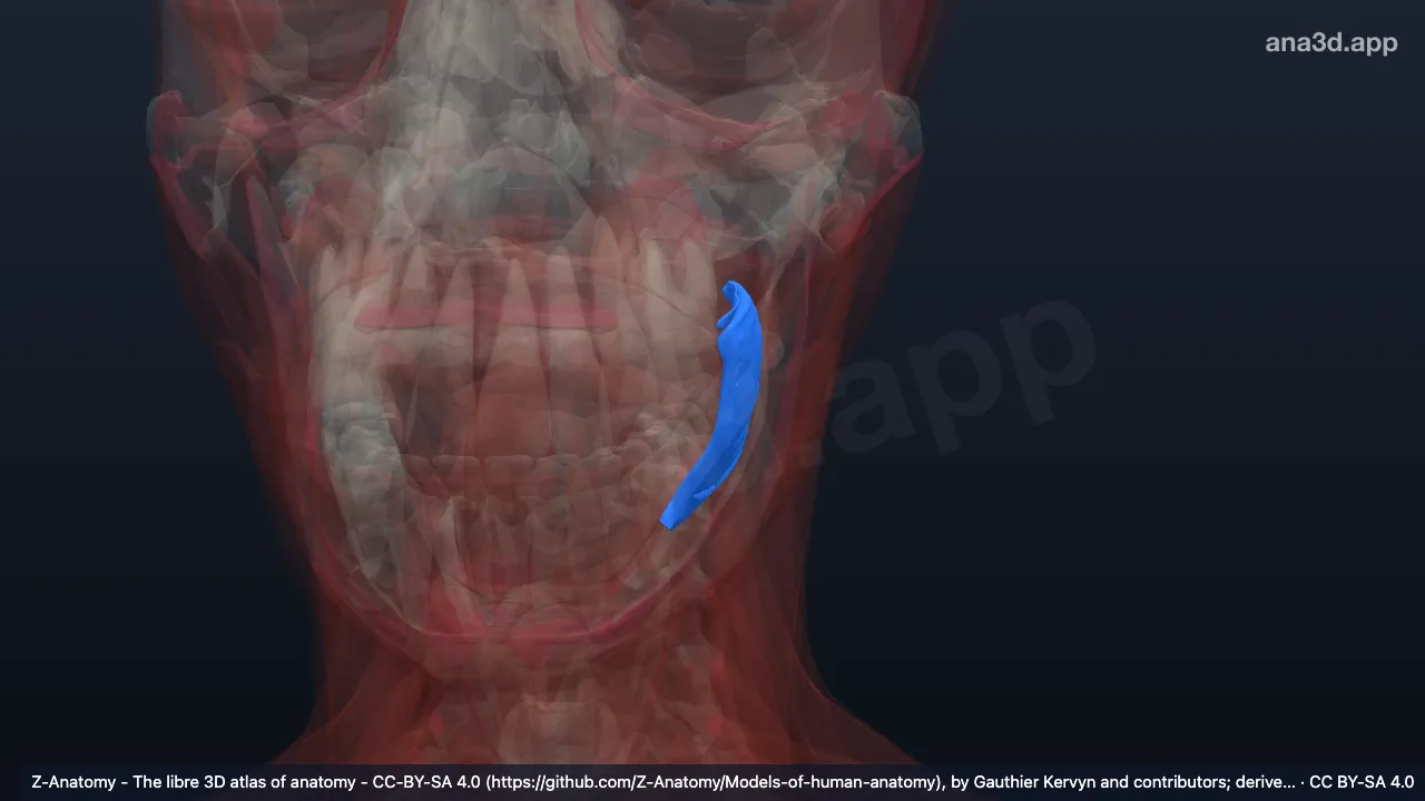 3D model: left bucinator